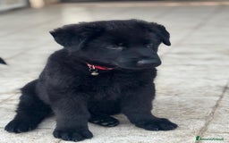 Pastore Tedesco cani in vendita: Disponibili cuccioli di pastore tedesco nero  a Provincia di Matera - Immagine 4