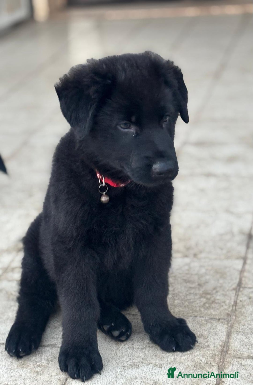 Pastore Tedesco cani in vendita: Disponibili cuccioli di pastore tedesco nero  a Provincia di Matera - Immagine 4