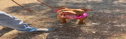 Pitbull cani in regalo: Shakira dolcissima pitbull - Annuncio 8