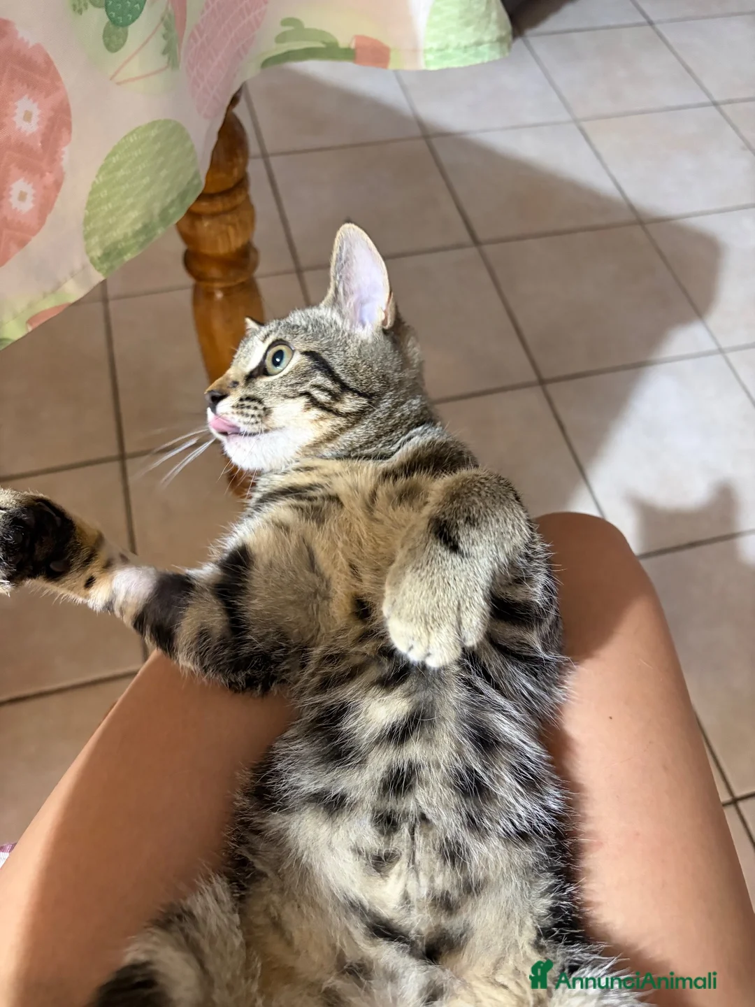 Altre razze gatti in vendita: gattina 5 mesi a Città Metropolitana di Firenze - Annuncio 5