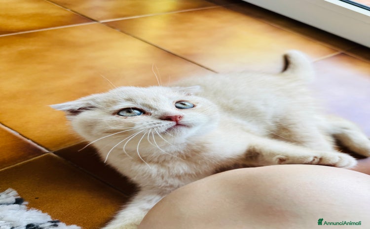 Scottish gatti a Città Metropolitana di Bologna - Annuncio 3