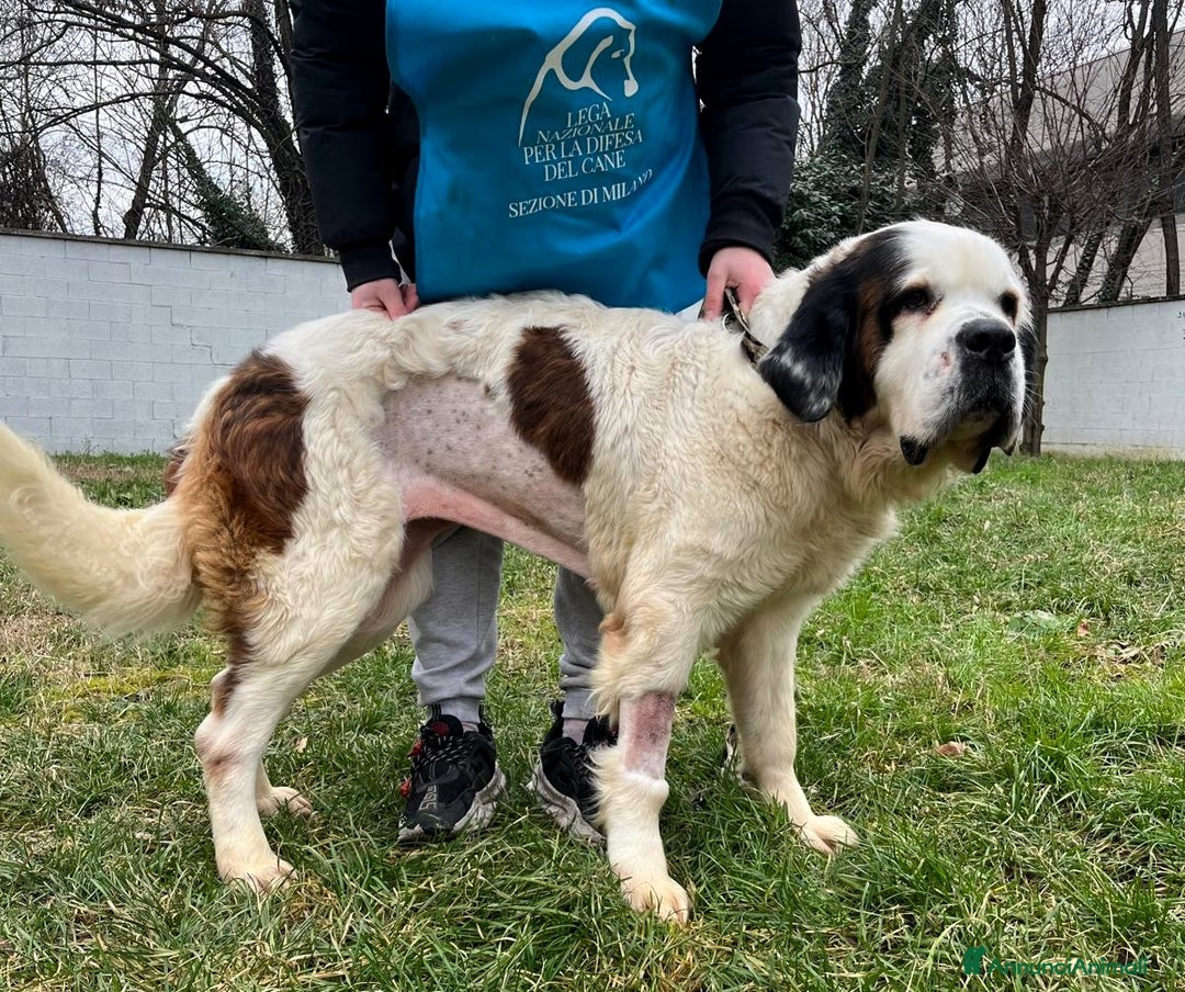 San Bernardo cani in regalo: BIANCA SAN BERNARDO - Annuncio 2