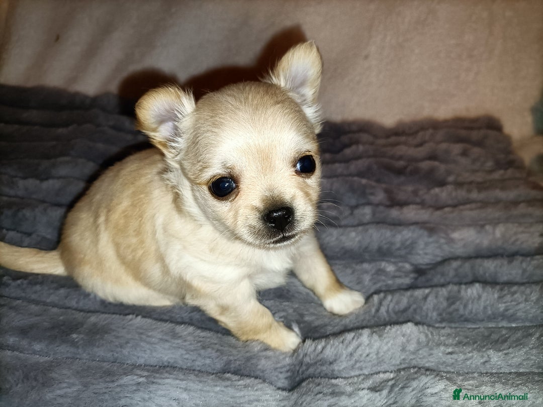 Chihuahua cani in vendita: CUCCIOLO CHIHUAHUA MASCHIO PEDIGREE  - Annuncio 3