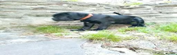 Cane Corso cani in vendita: Cuccioli cane corso - Annuncio 6