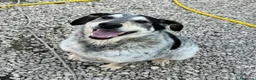 Meticcio cani in regalo: Mila 4 anni Taglia media  - Annuncio 5
