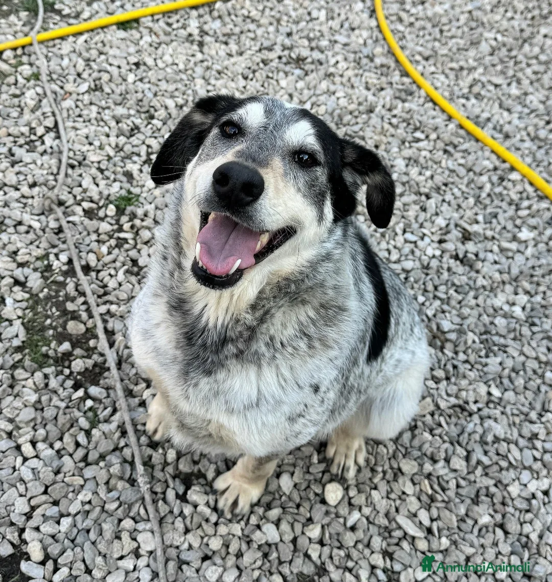 Meticcio cani in regalo: Mila 4 anni Taglia media  - Annuncio 5
