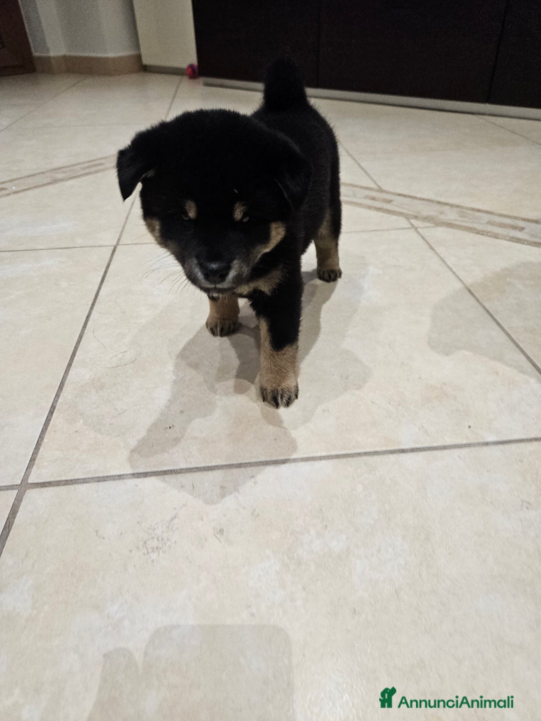 Shiba Inu cani in vendita: Cuccioli di Shiba inu - Annuncio 4