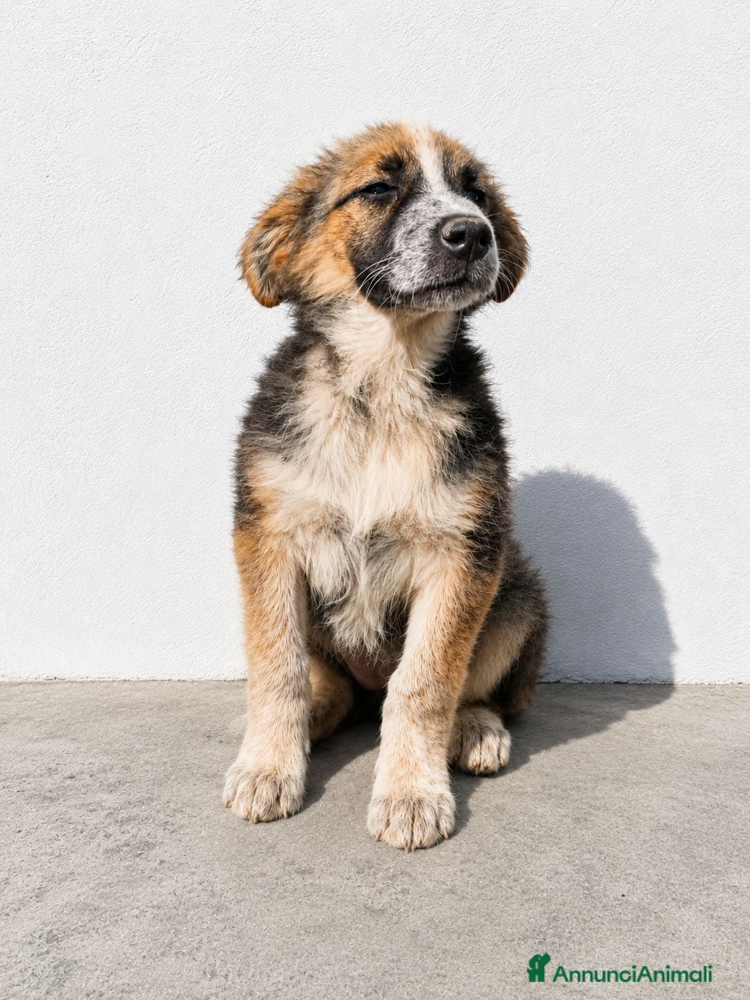 Meticcio cani Misty e Moka - Annuncio 1