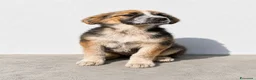 Meticcio cani in regalo: Misty e Moka - Annuncio 1