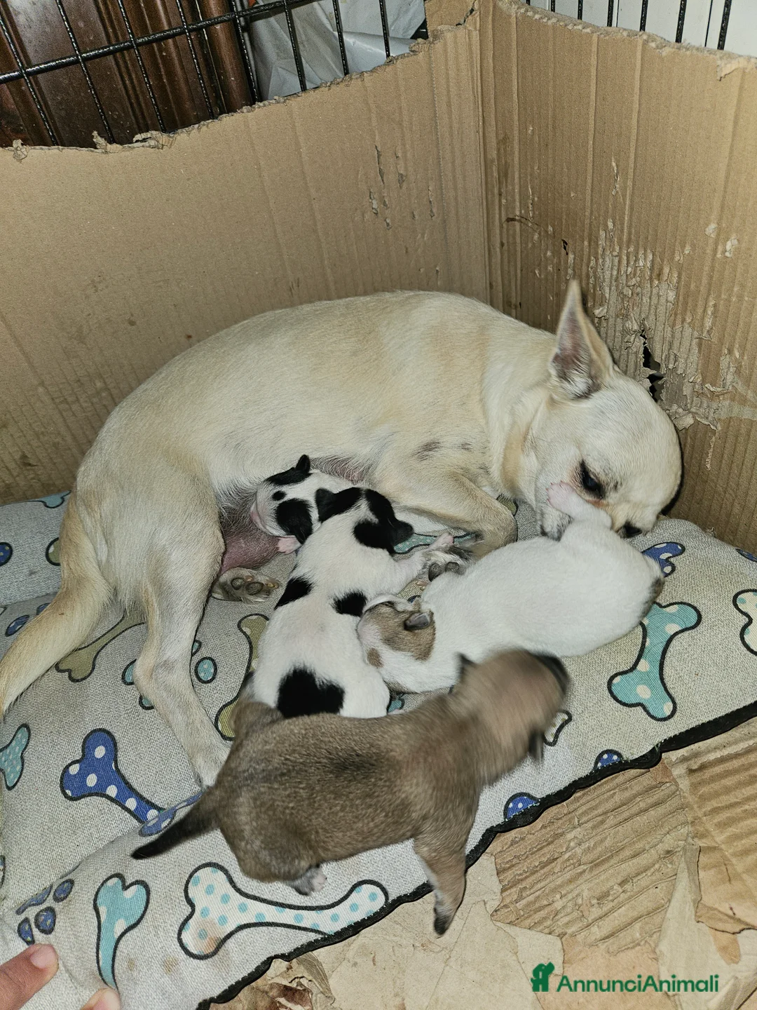 Chihuahua cani in vendita: Chihuahua toy pedigree Enci  - Annuncio 2