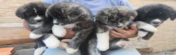 Akita Inu cani in vendita: Cuccioli di Akita Inu tigrate  - Annuncio 1