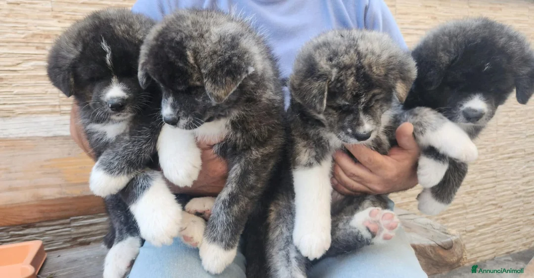 Akita Inu cani in vendita: Cuccioli di Akita Inu tigrate  - Annuncio 1