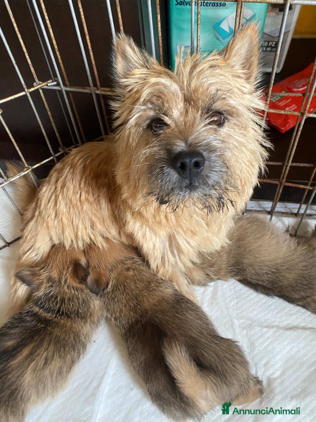 Norwich Terrier cani in vendita: Cuccioli di Norwich Terrier - Annuncio 8