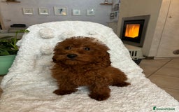 Barboncino cani in vendita: BARBONCINI FULVI TOY E NANI CON PEDIGREE a Vercelli - Immagine 8
