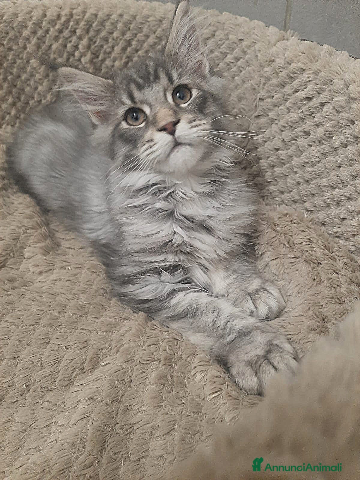 Maine Coon gatti Cuccioli di Maine Coon TOP linea americana  - Annuncio 2