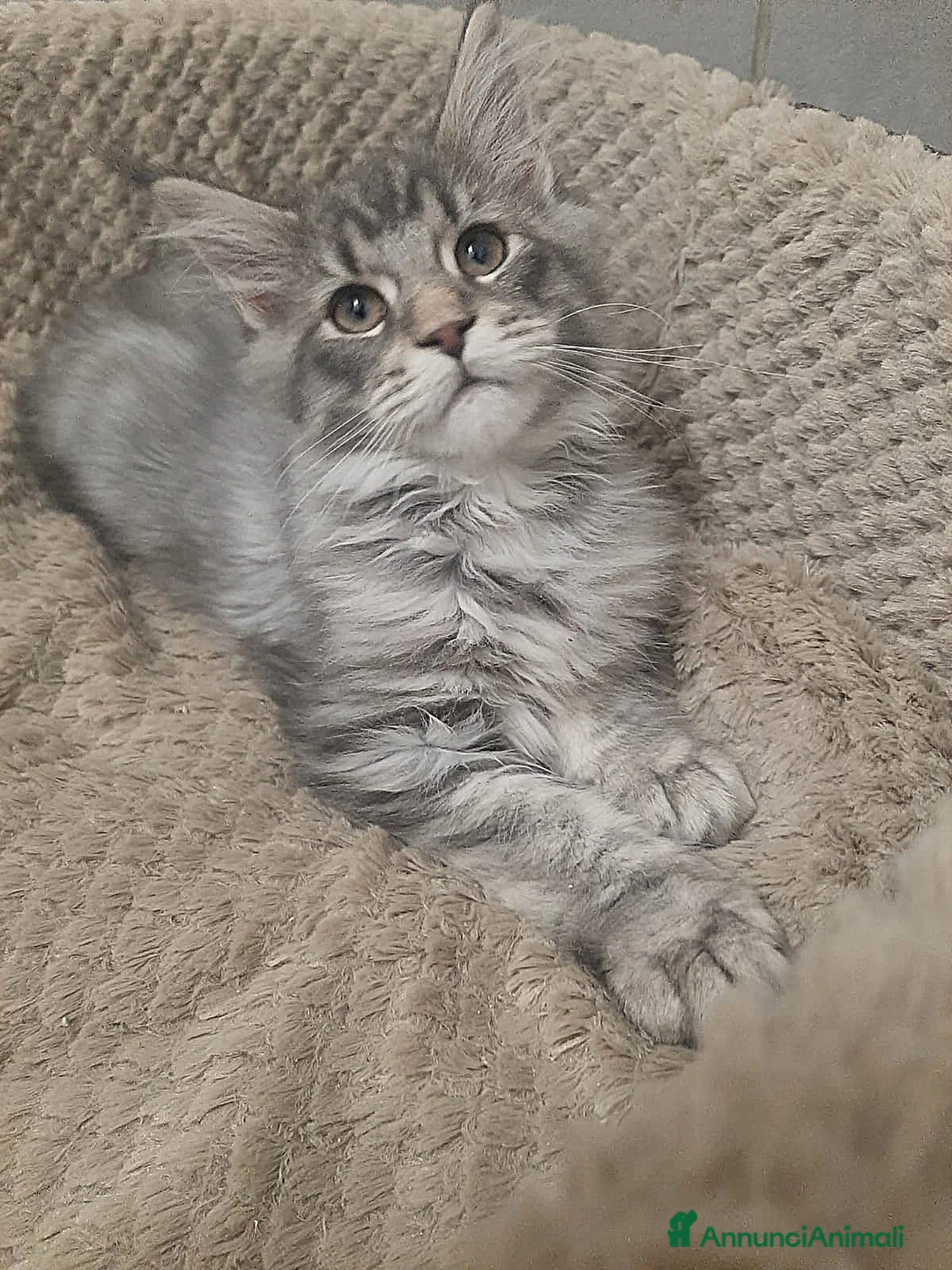 Maine Coon gatti in vendita: Cuccioli di Maine Coon TOP linea americana  - Annuncio 2