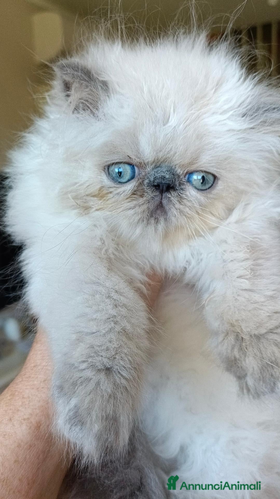 Persiano gatti Gattini Persiani BLUE POINT  - Annuncio 25