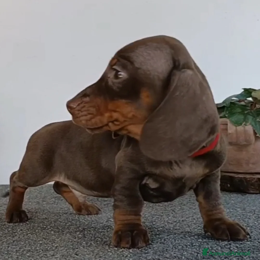 Bassotto cani in vendita: Bassotto con Pedigree.  - Annuncio 2