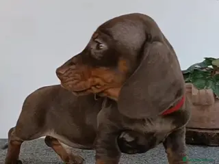 Bassotto cani Cucciolo di bassotto con Pedigree. - Annuncio 7