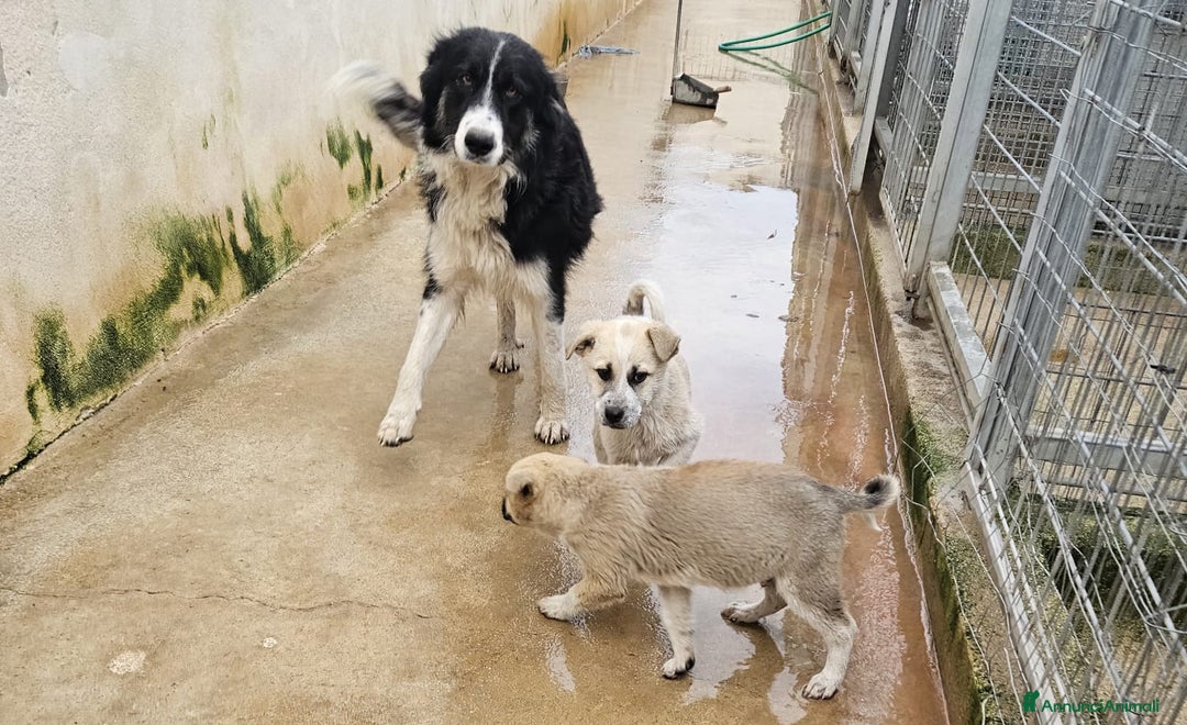 Meticcio cani in regalo: Giardino: 2 mesi taglia media  - Annuncio 2