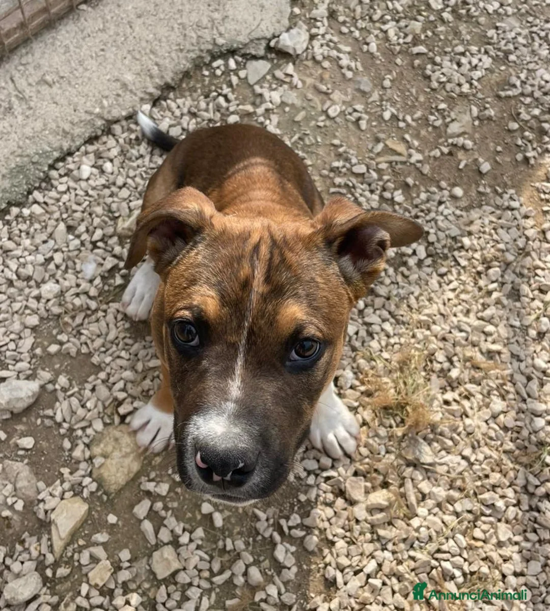 Pitbull cani in regalo: IL DOLCISSIMO CHOCO a Provincia di Frosinone - Annuncio 1