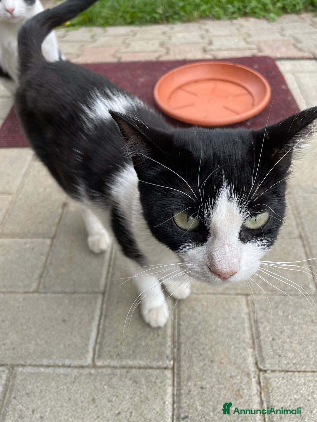 Europeo gatti in regalo: Gattine bianche e nere  - Annuncio 6