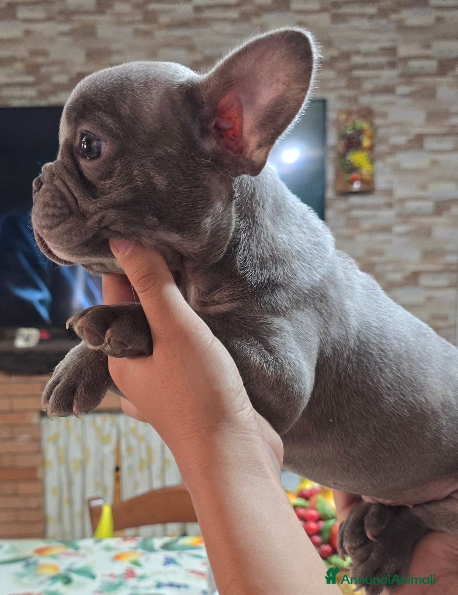 Bulldog Francese cani Bulldogue francese  - Annuncio 1