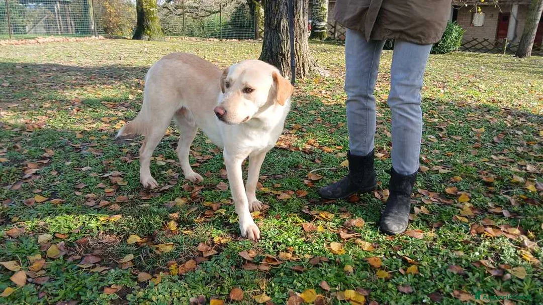 Meticcio cani in regalo: CESARE INC LABRADOR TI STA ASPETTANDO, IN ADOZIONE - Annuncio 3