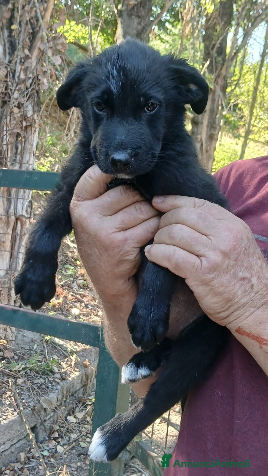 Meticcio cani IL PICCOLO BLAZER STA ASPETTANDO LA SUA FAMIGLIA - Annuncio 6