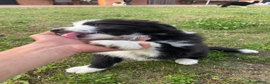 Border Collie Cucciolo 1