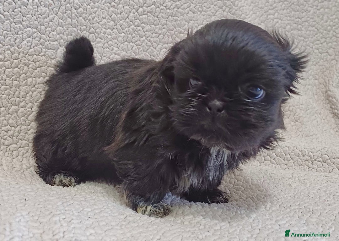 Shih Tzu cani in vendita: Cucciolo shih-tzu shitzu shihtzu  - Annuncio 9