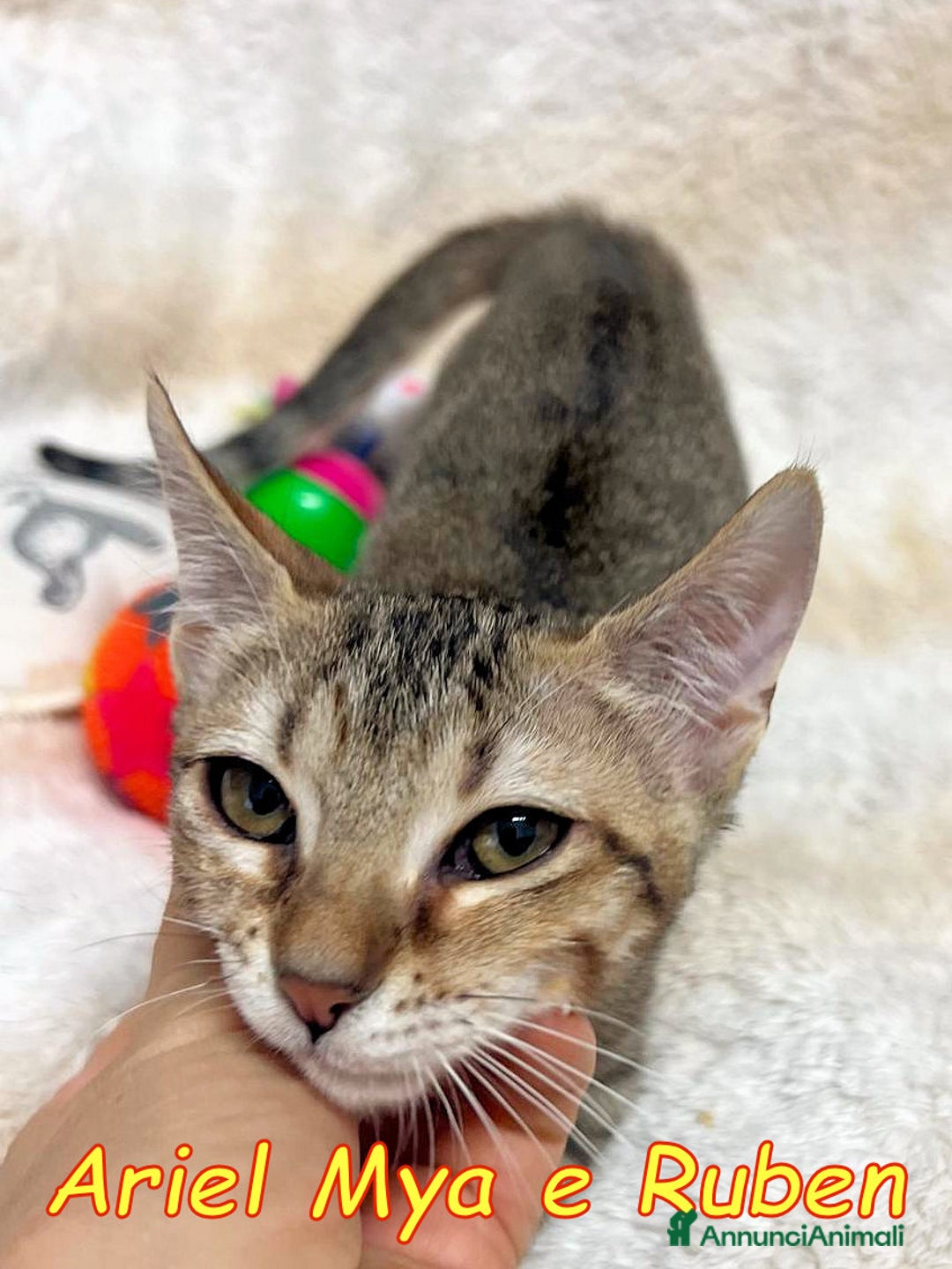 Europeo gatti in regalo: TRE GATTINI DOLCISSIMI CERCANO CASA - Annuncio 3