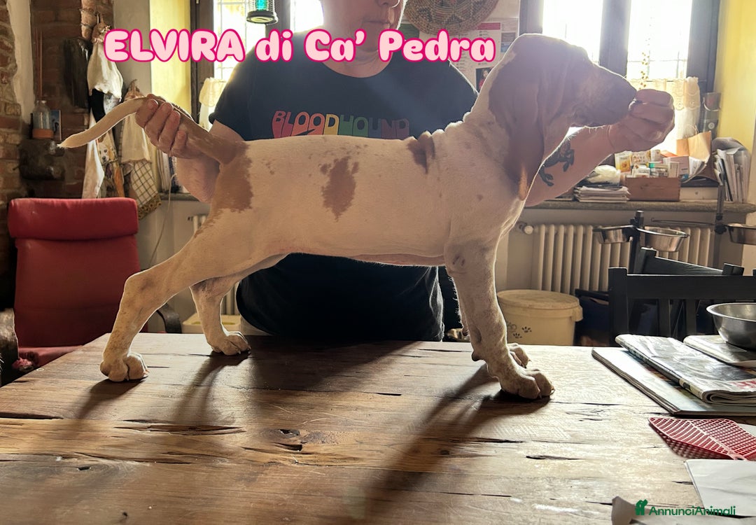 Bracco cani in vendita: cuccioli di bracco italiano a Provincia di Biella - Immagine 16