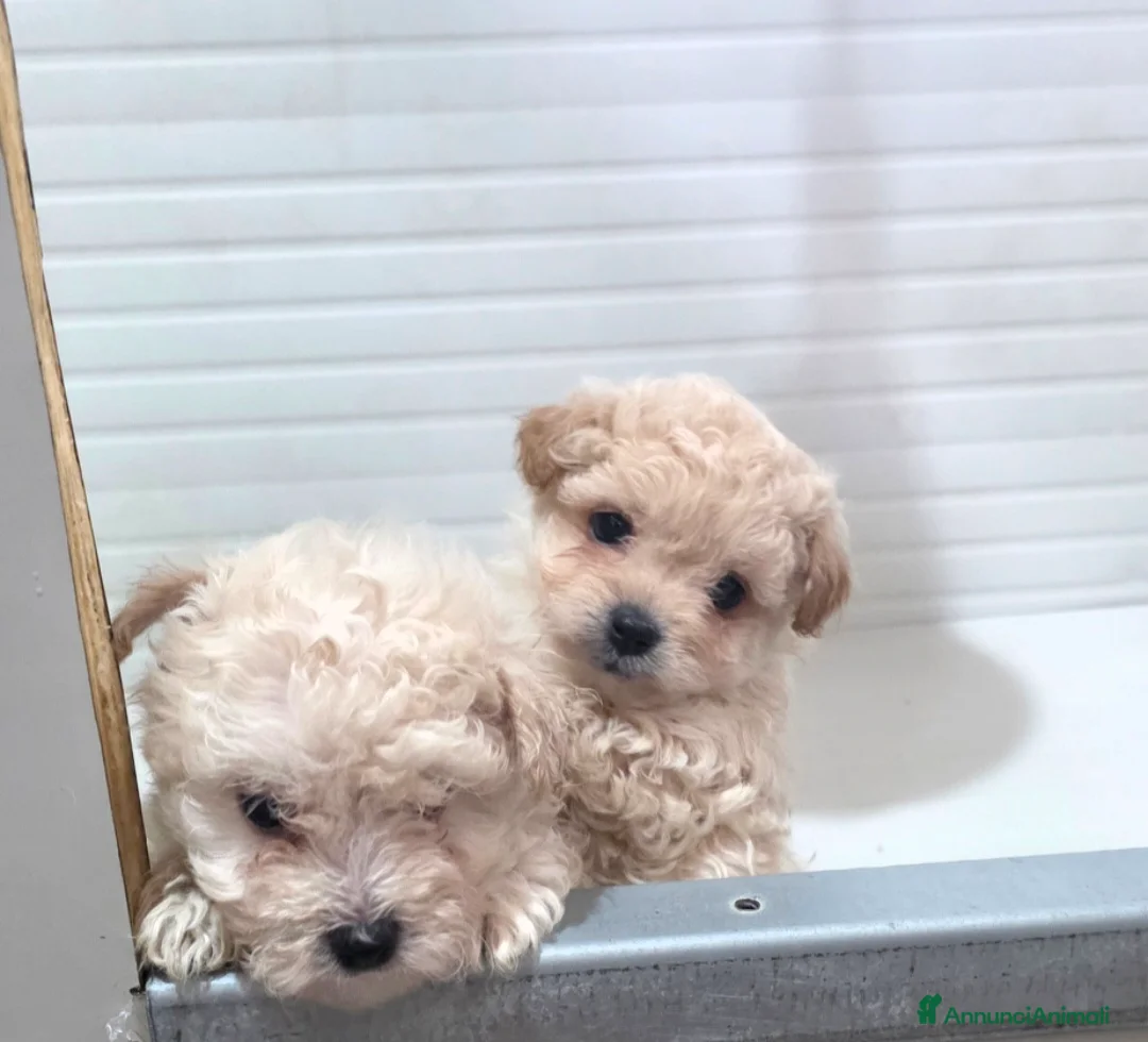 Maltipoo cani in vendita: Maltipoo  - Annuncio 7