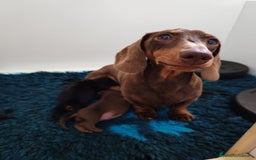 Bassotto cani in vendita: Cuccioli bassotto nano  a Provincia di Ferrara - Immagine 2