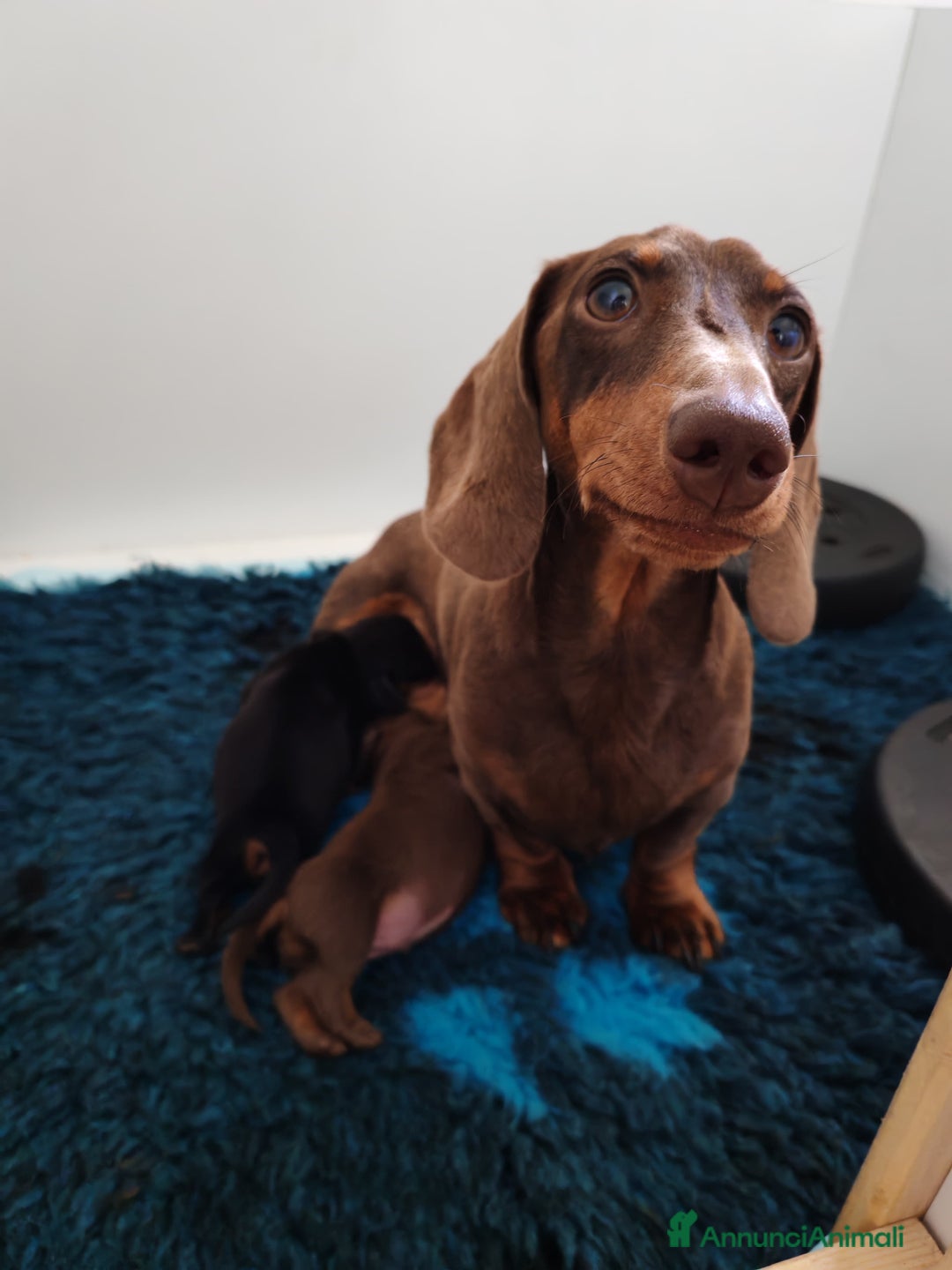 Bassotto cani in vendita: Cuccioli bassotto nano  a Provincia di Ferrara - Immagine 2