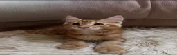 Maine Coon gatti in vendita: Maine Coon bellissimi  - Annuncio 10
