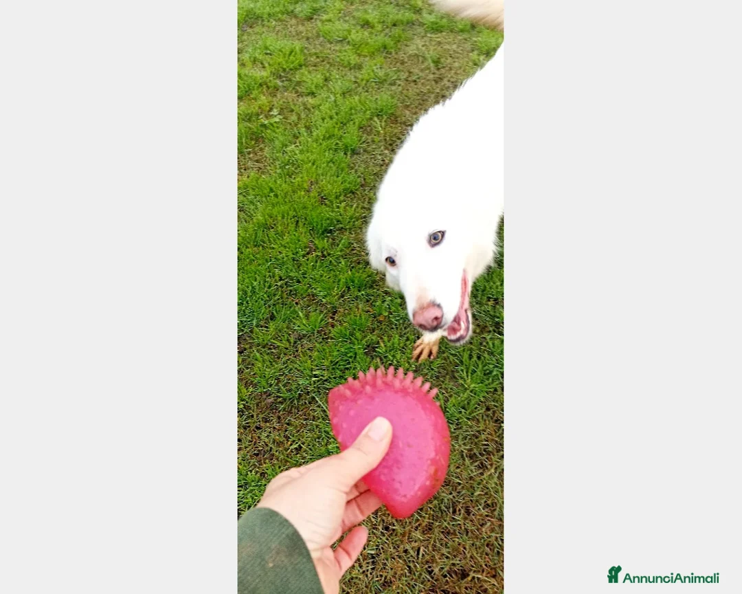 Meticcio cani in regalo: Melanie, derivata maremmana, cresciuta in canile a Latina - Annuncio 6
