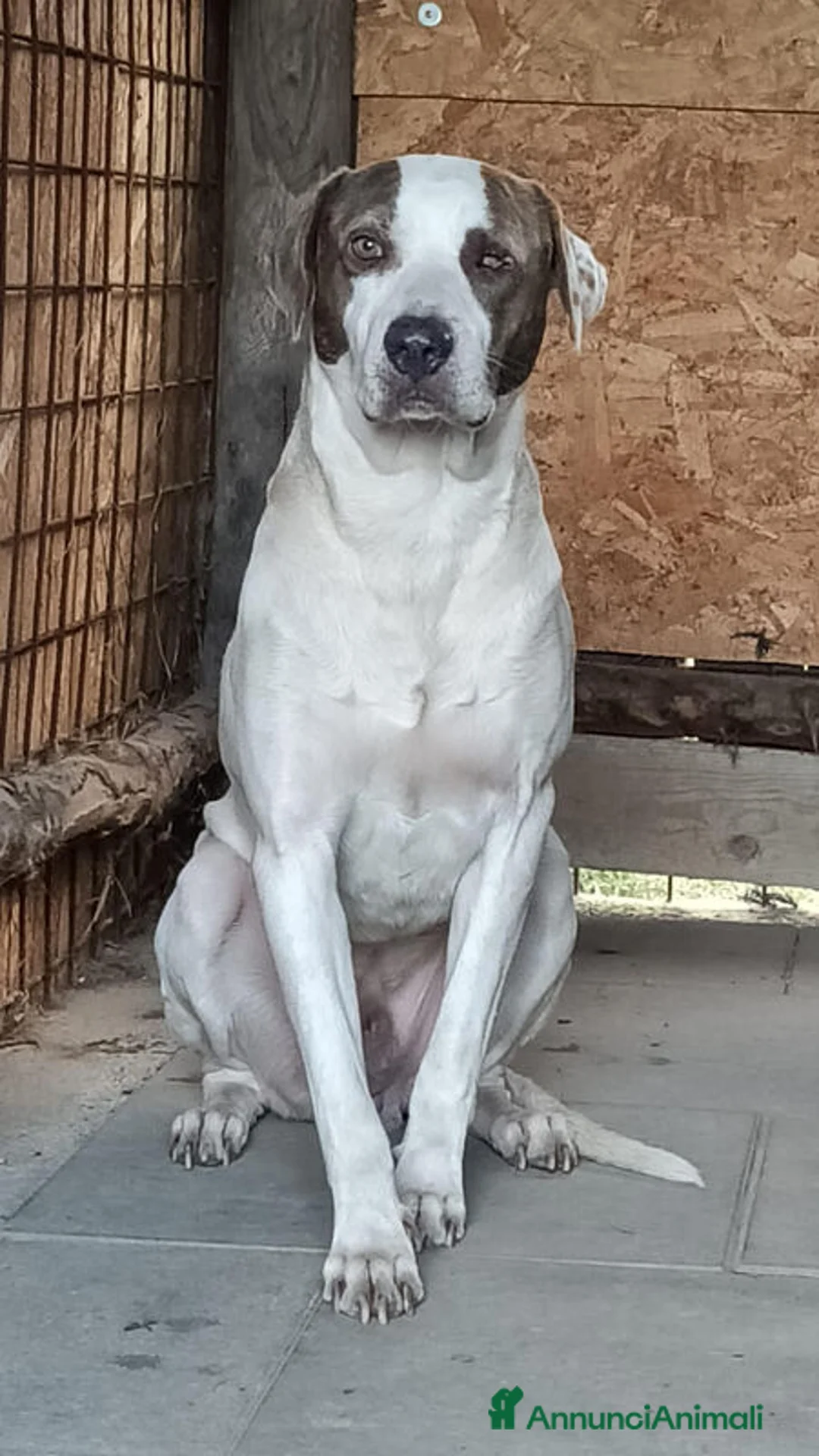 Meticcio cani in regalo: PONY DOPO TANTA SOFFERENZA HA BISOGNO DI UNA CASA - Annuncio 1
