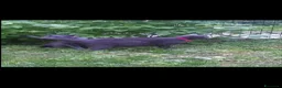Certosino gatti per accoppiamento: GATTO CERTOSINO X MONTA  - Annuncio 5