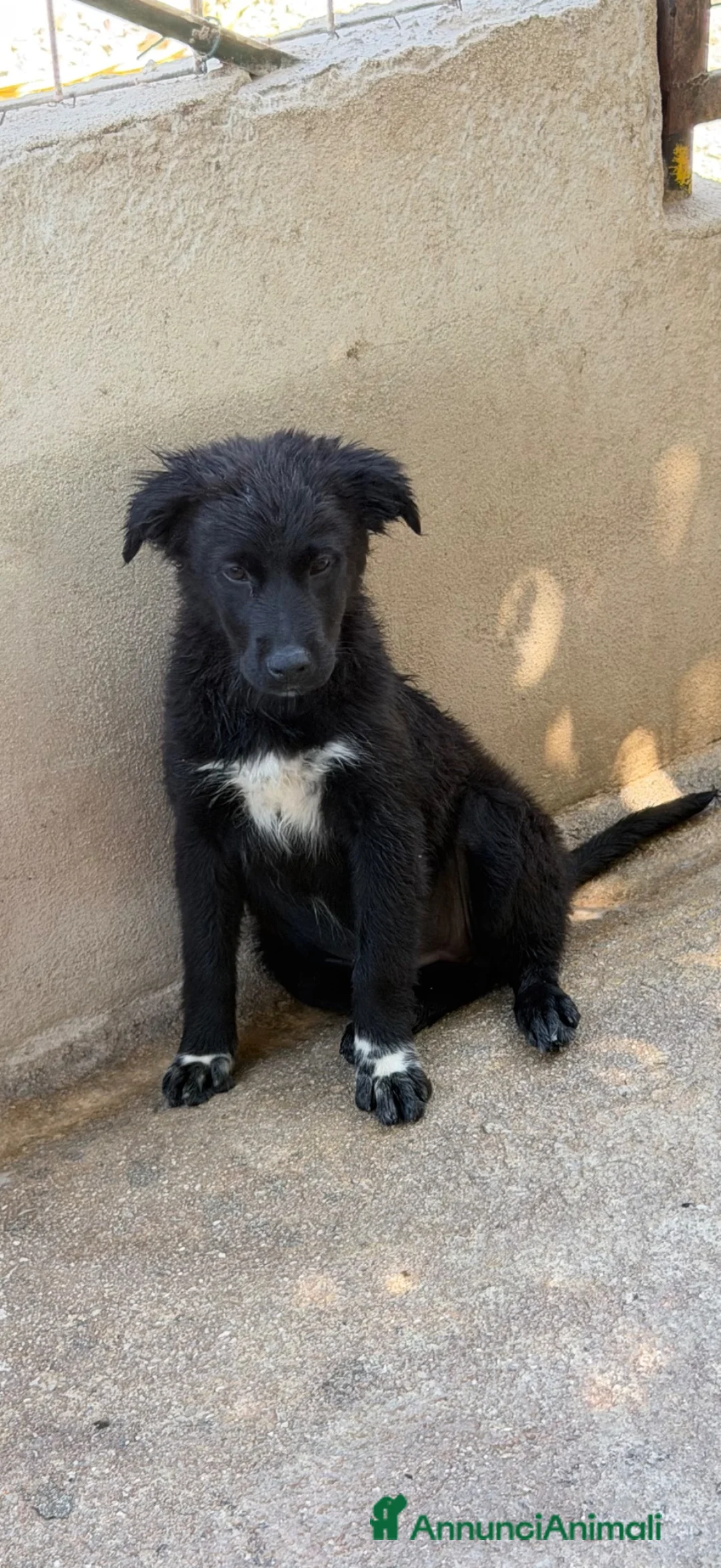 Meticcio cani in regalo: Sofia a Città Metropolitana di Bologna - Annuncio 4