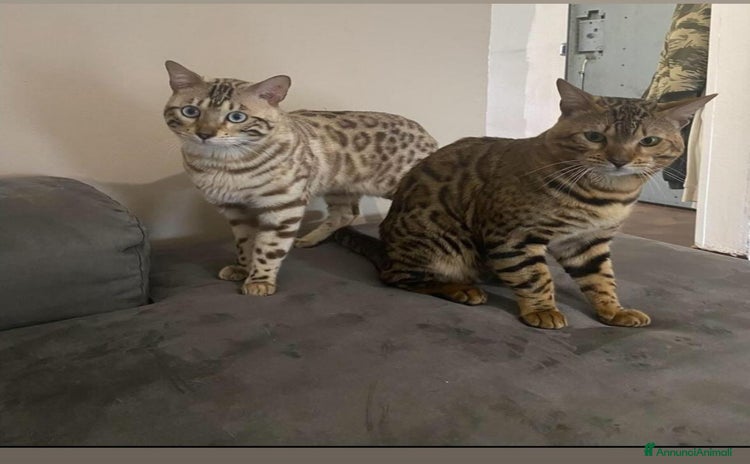 Bengala gatti - Annuncio 15