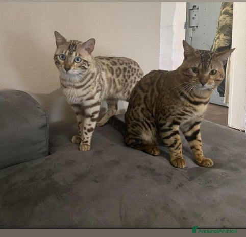 Bengala gatti - Annuncio 15