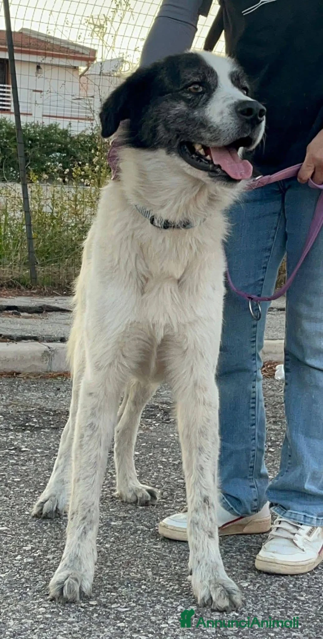 Pastore del Caucaso cani in regalo: Aslan - Annuncio 5