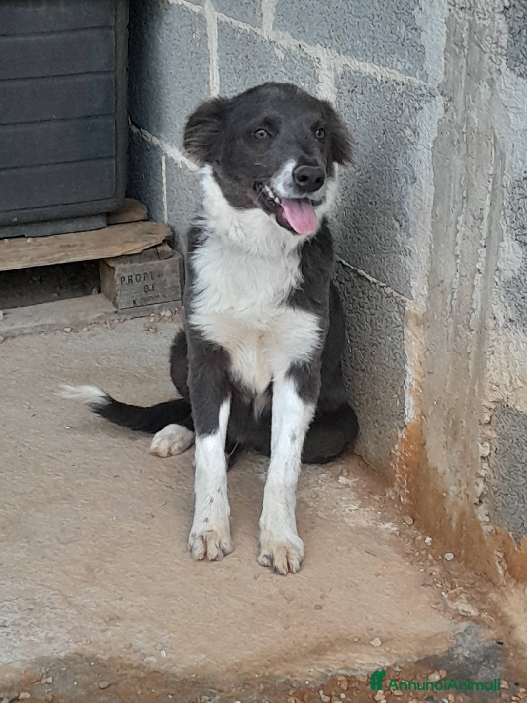 Meticcio cani in regalo: Dylan cucciolo in adozione - Annuncio 3