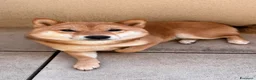 Shiba Inu cani in vendita: Meravigliosi cuccioli di Shiba Inu a Provincia di Frosinone - Annuncio 13