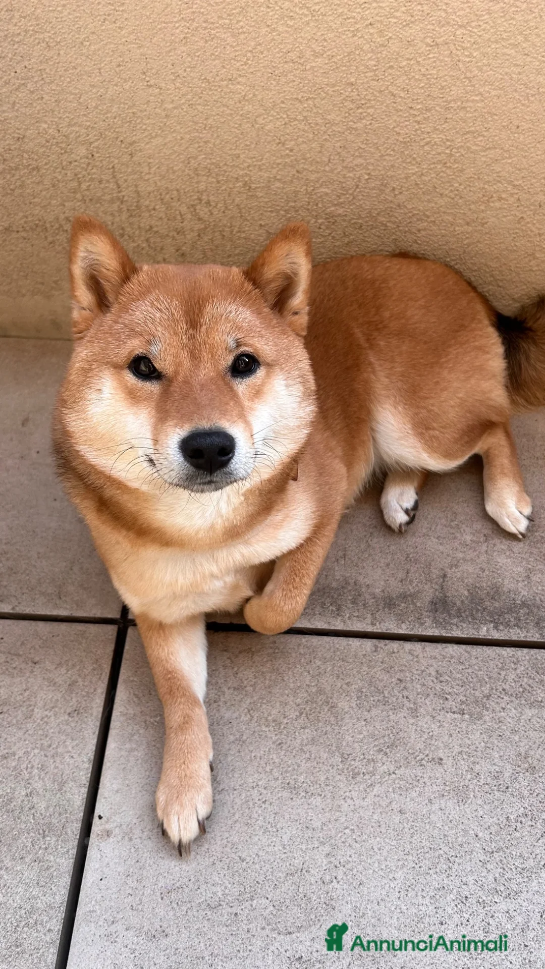 Shiba Inu cani in vendita: Meravigliosi cuccioli di Shiba Inu a Provincia di Frosinone - Annuncio 13