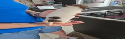 Jack Russell cani in vendita: Cuccioli jack russel terrier - Annuncio 4