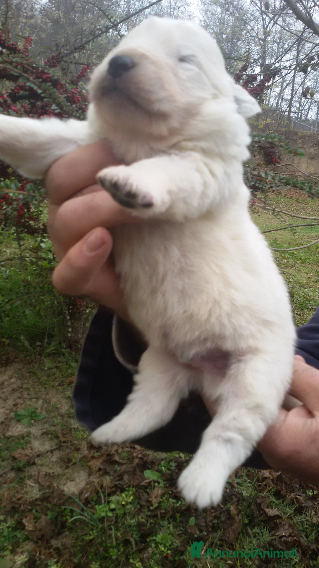Pastore Maremmano cani in vendita: cuccioli di pastore maremmano abruzzese  - Annuncio 29