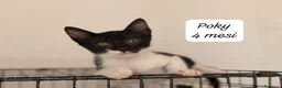 Meticcio gatti in regalo: Gattini destinati alla colonia  a Provincia di Ferrara - Annuncio 7